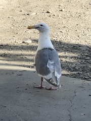 Larus argentatus × glaucescens