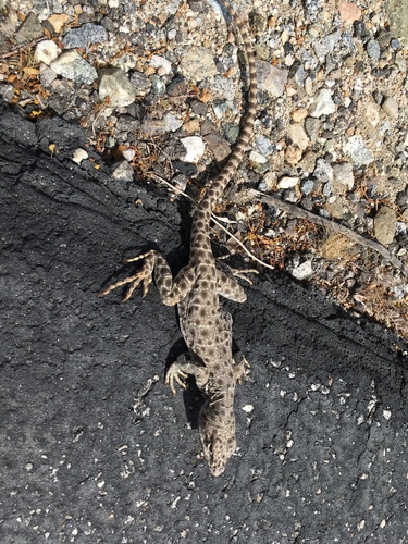 iNaturalist observation photo of Long-nosed Leopard Lizard