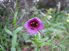Diascia tanyceras