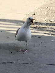 Larus argentatus × glaucescens