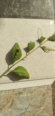 Lepidoptera