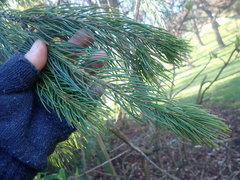 Picea smithiana