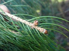 Picea smithiana
