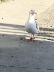 Larus argentatus × glaucescens