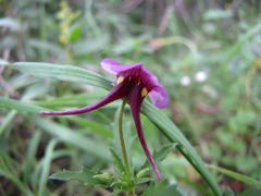 Diascia tanyceras