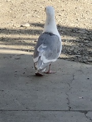 Larus argentatus × glaucescens