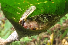 Phaethornis hispidus