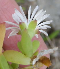 Delosperma litorale