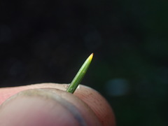 Picea smithiana