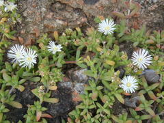 Delosperma litorale