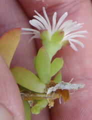 Delosperma litorale