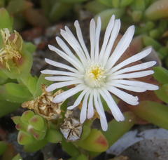 Delosperma litorale