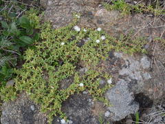 Delosperma litorale