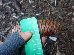 Picea smithiana