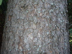 Picea smithiana