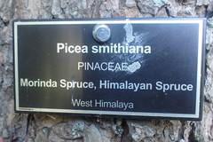 Picea smithiana