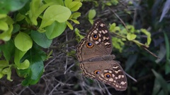 Junonia lemonias
