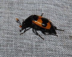 Nicrophorus olidus