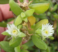 Delosperma litorale