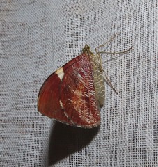 Hagnagora anicata