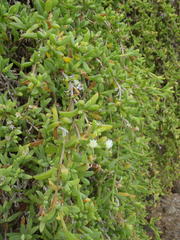Delosperma litorale