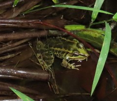 Lithobates lenca