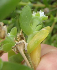 Delosperma litorale