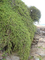 Delosperma litorale