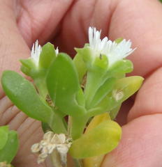 Delosperma litorale
