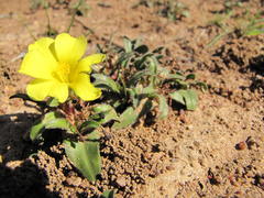 Moraea pilifolia