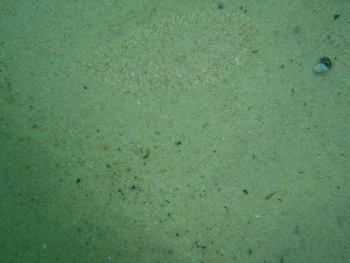 Heteromycteris capensis