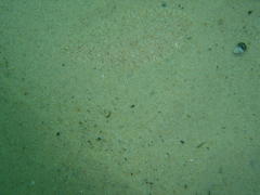 Heteromycteris capensis