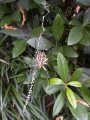 Argiope aurantia