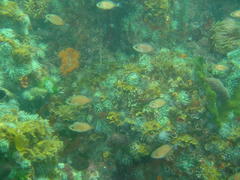 Pachymetopon blochii