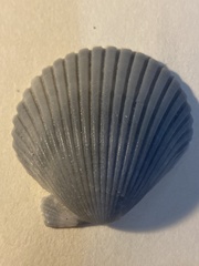 Argopecten gibbus