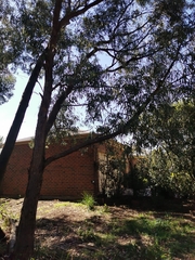 Eucalyptus goniocalyx