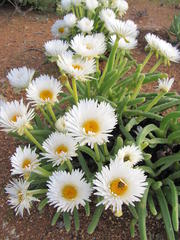 Monilaria chrysoleuca