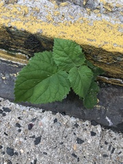 Paulownia tomentosa