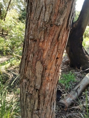 Eucalyptus goniocalyx
