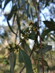 Eucalyptus goniocalyx