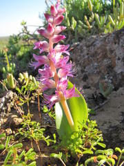 Lachenalia splendida