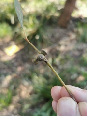 Eucalyptus goniocalyx