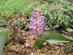 Lachenalia splendida