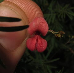 Indigofera verrucosa