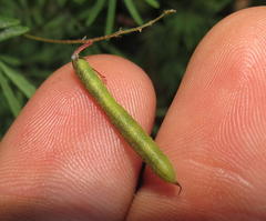 Indigofera verrucosa