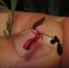 Indigofera verrucosa