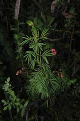 Indigofera verrucosa