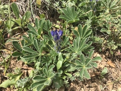 Lupinus micranthus