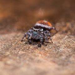Phidippus tyrrelli