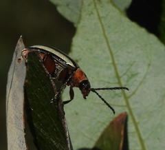 Disonycha alternata